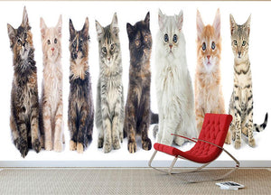 Group of kitten in front of white background Wall Mural Wallpaper - Canvas Art Rocks - 2