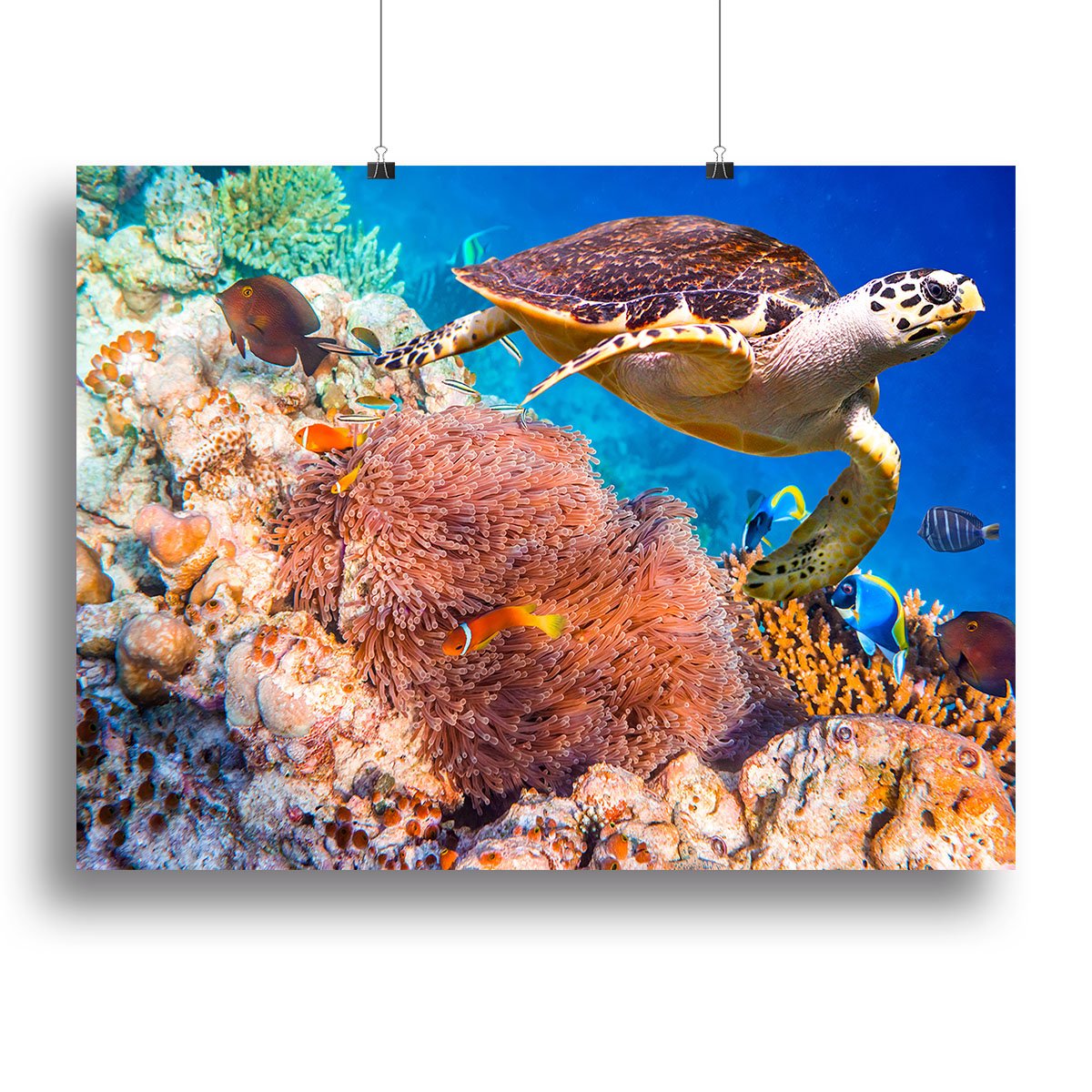 Hawksbill Turtle Canvas Print or Poster