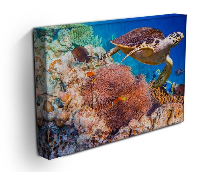 Hawksbill Turtle Canvas Print or Poster - Canvas Art Rocks - 3