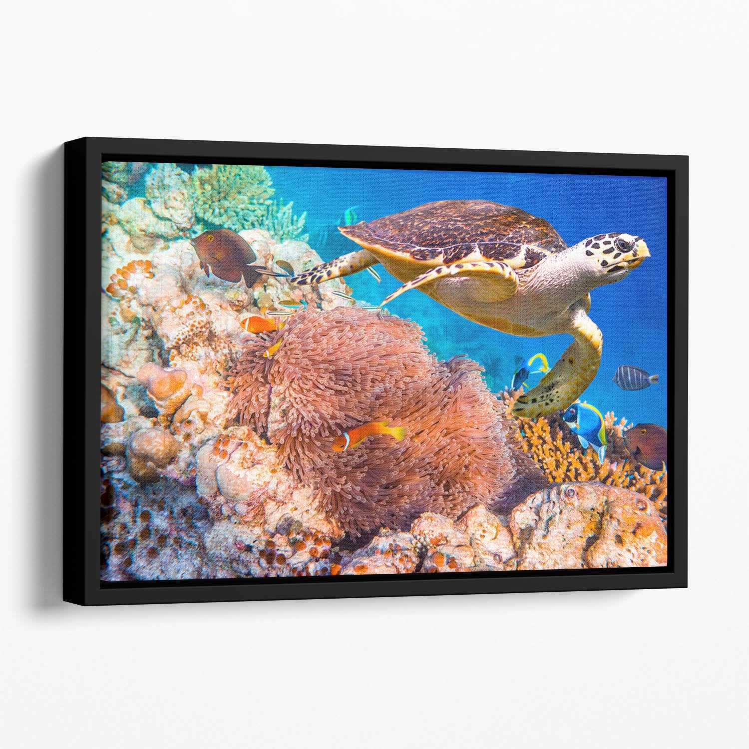 Hawksbill Turtle Floating Framed Canvas