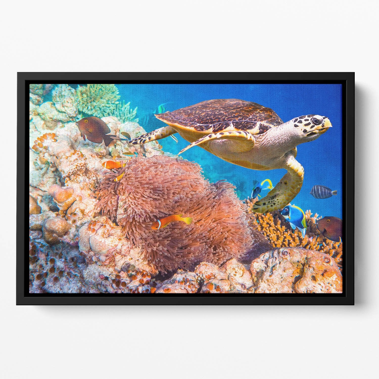 Hawksbill Turtle Floating Framed Canvas
