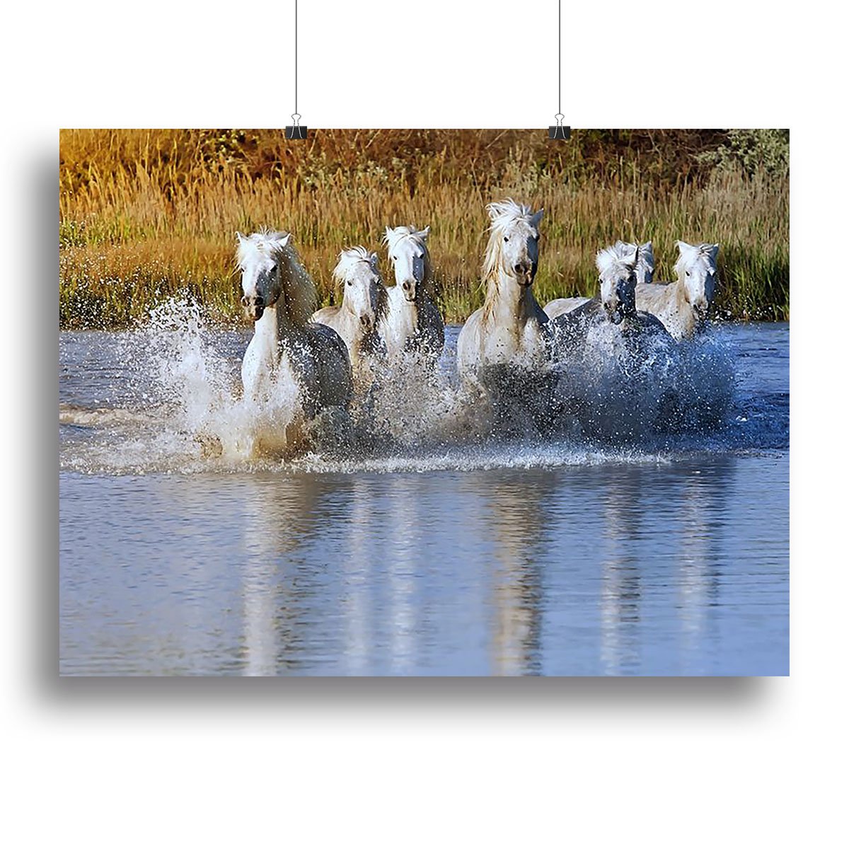 Heard of White Horses Running and splashing Canvas Print or Poster