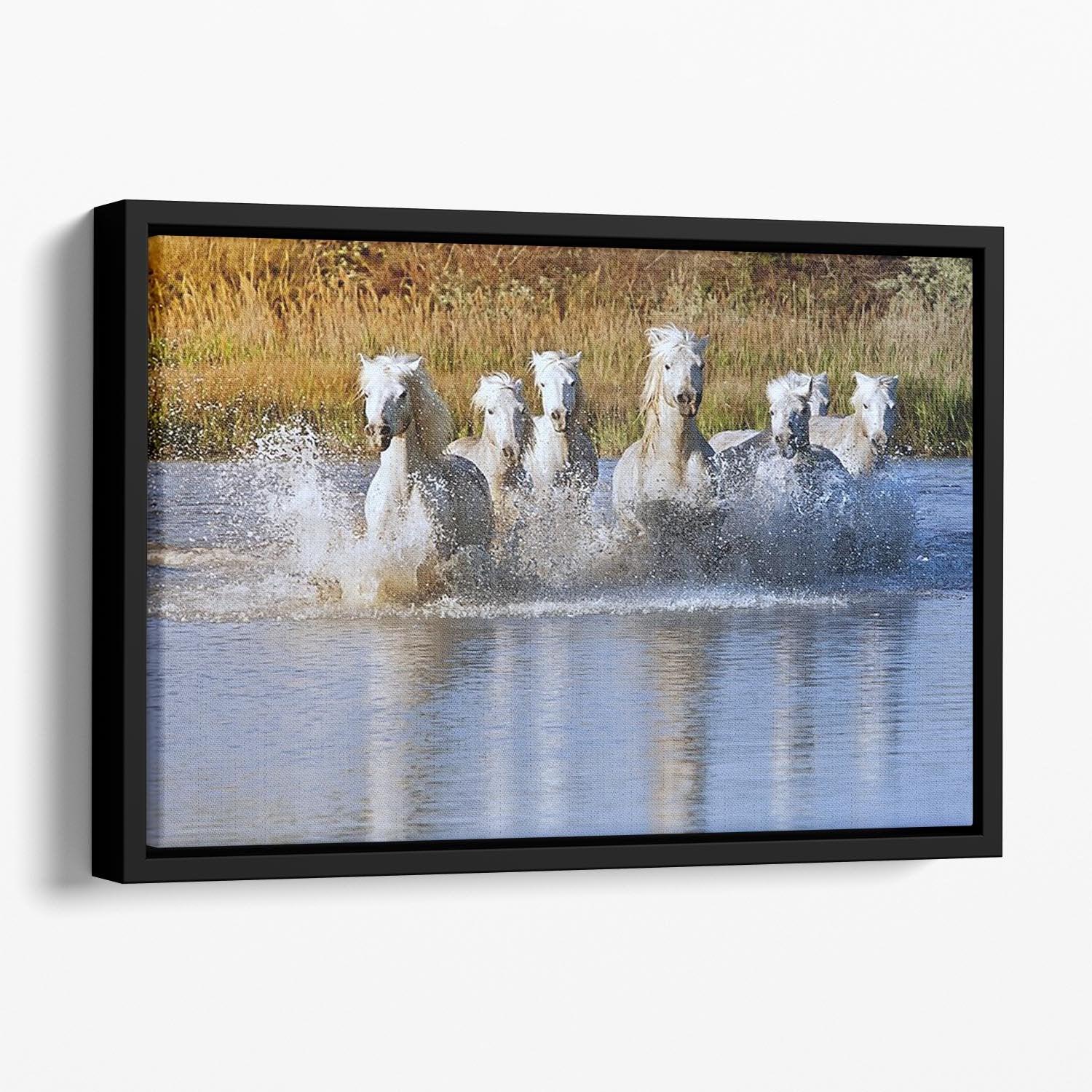 Heard of White Horses Running and splashing Floating Framed Canvas - Canvas Art Rocks - 1