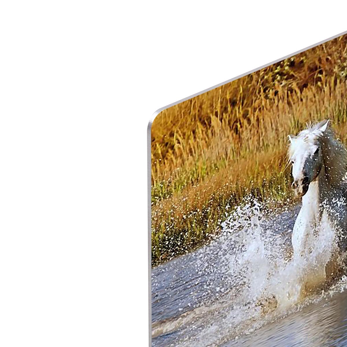 Heard of White Horses Running and splashing HD Metal Print - Canvas Art Rocks - 4