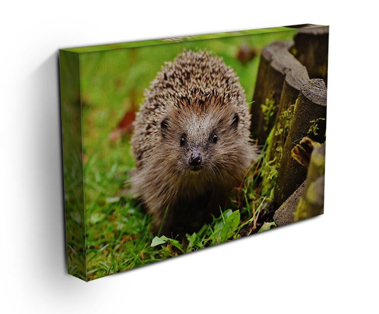 Hedgehog Print - Canvas Art Rocks - 3
