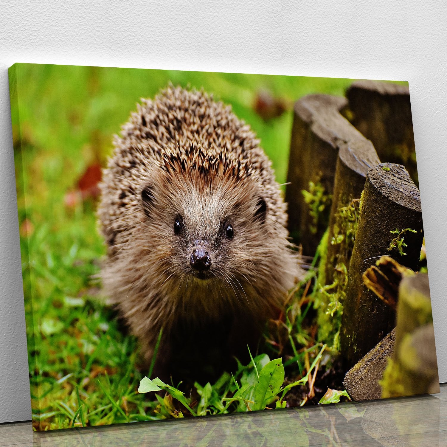 Hedgehog Canvas Print or Poster