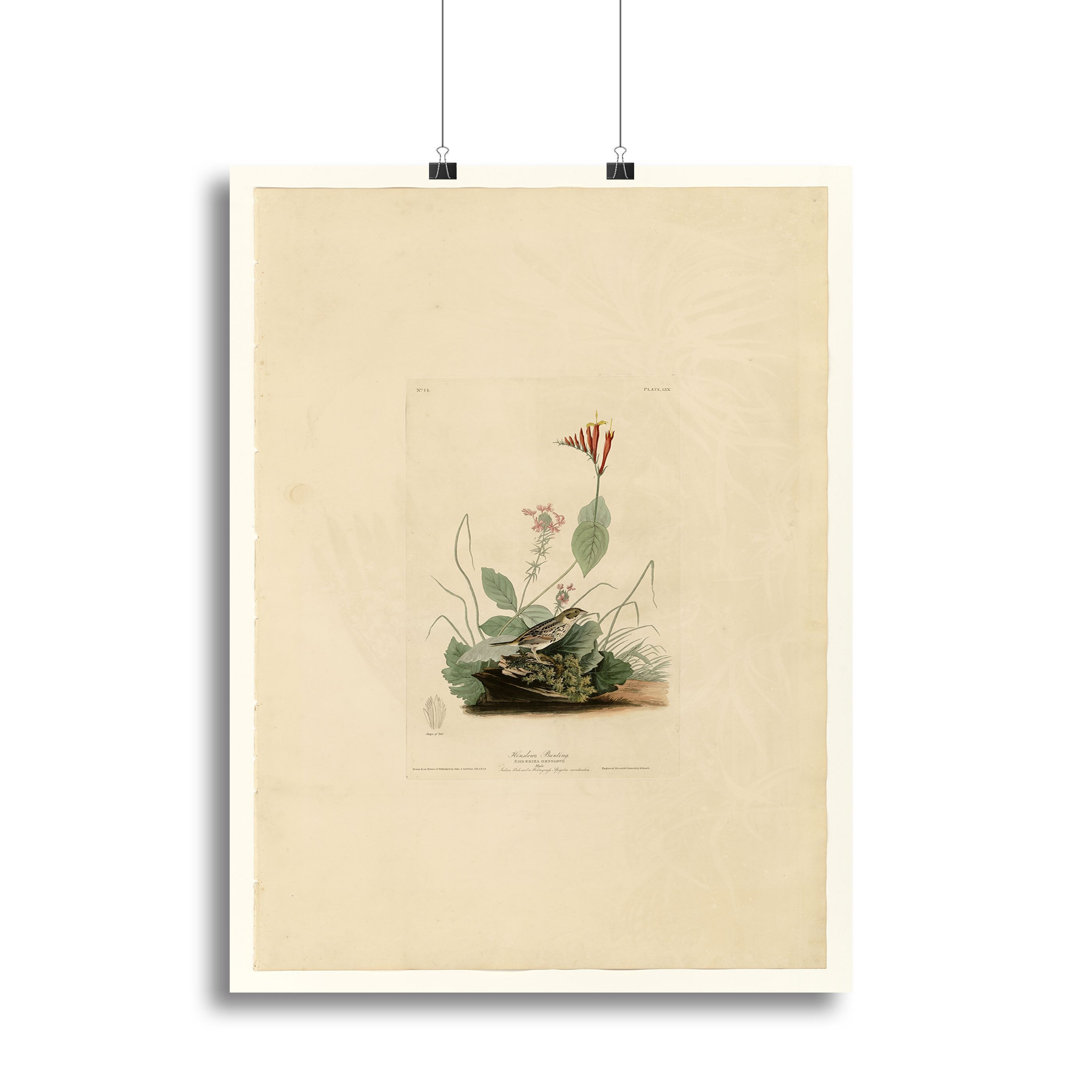 Henslows Bunting by Audubon Canvas Print or Poster