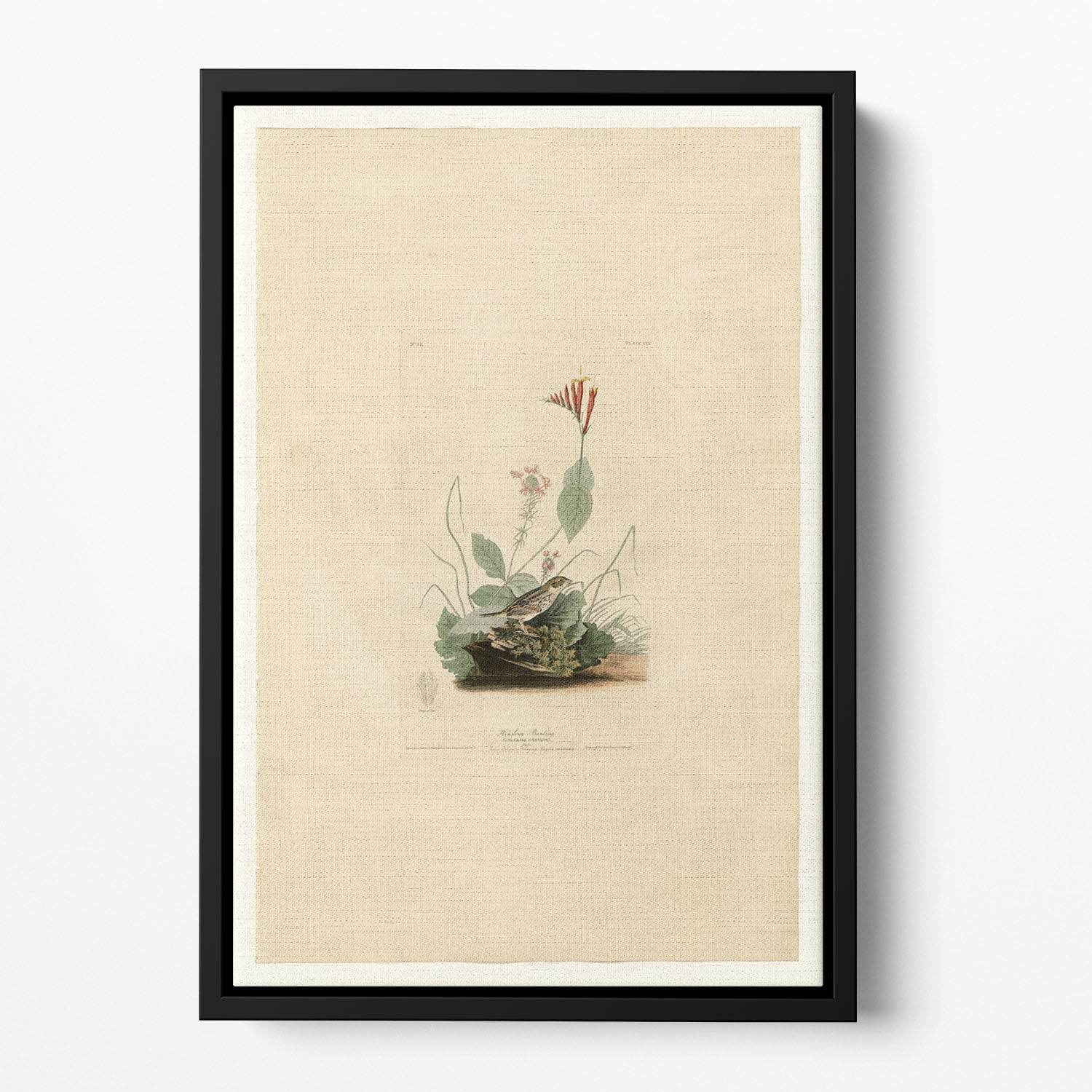 Henslows Bunting by Audubon Floating Framed Canvas
