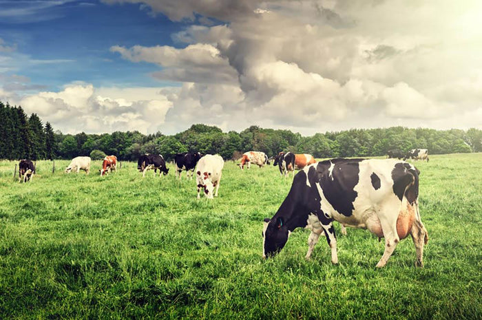 Herd of cows grazing at summer green field Wall Mural Wallpaper