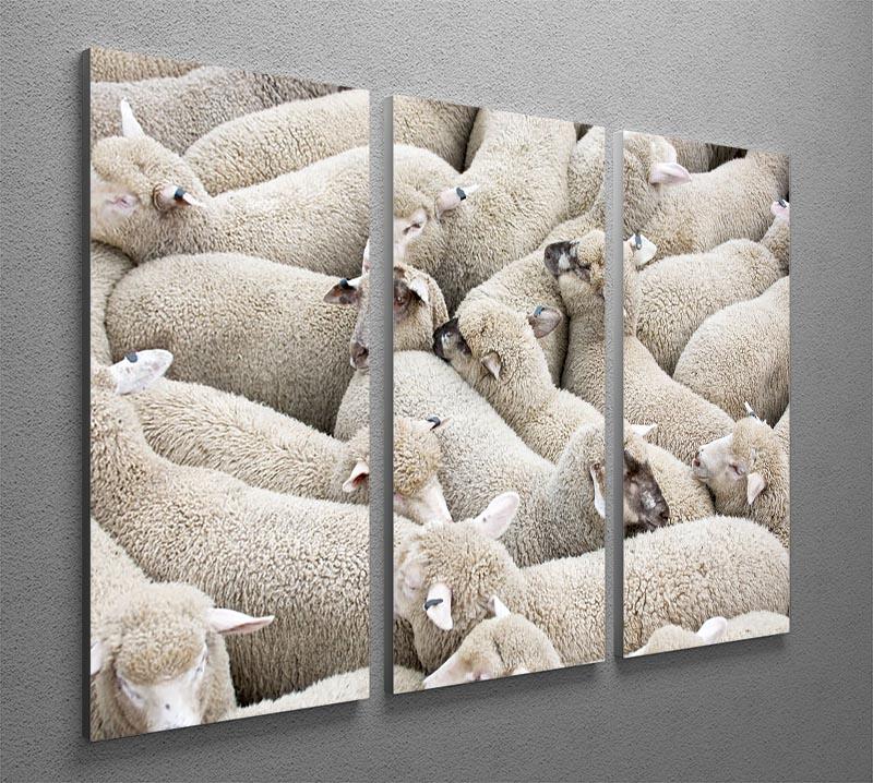 Herd of sheep on a truck 3 Split Panel Canvas Print - Canvas Art Rocks - 2