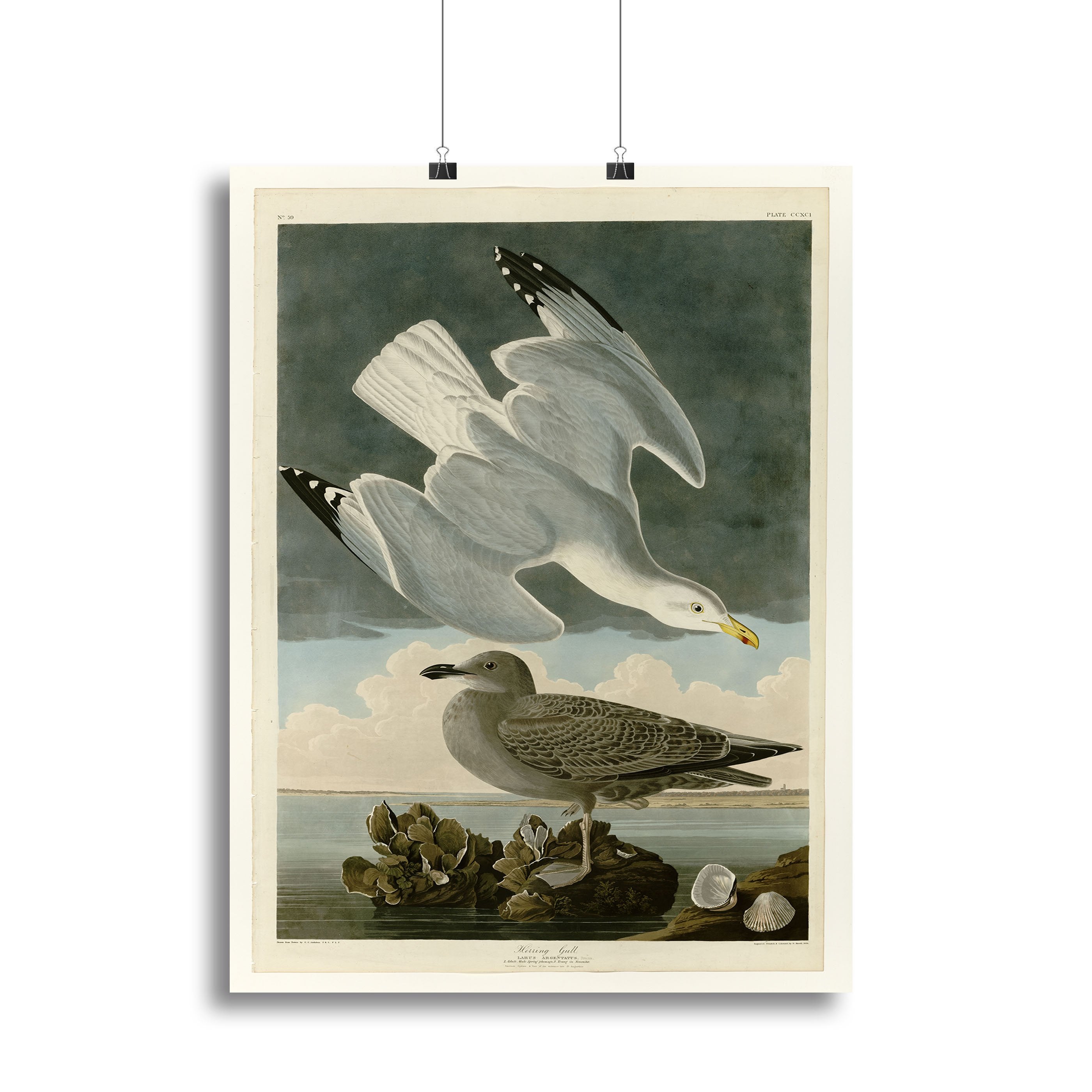 Herring Gull by Audubon Canvas Print or Poster