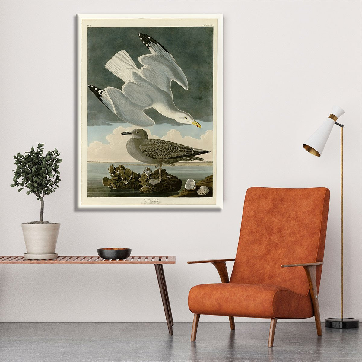 Herring Gull by Audubon Canvas Print or Poster