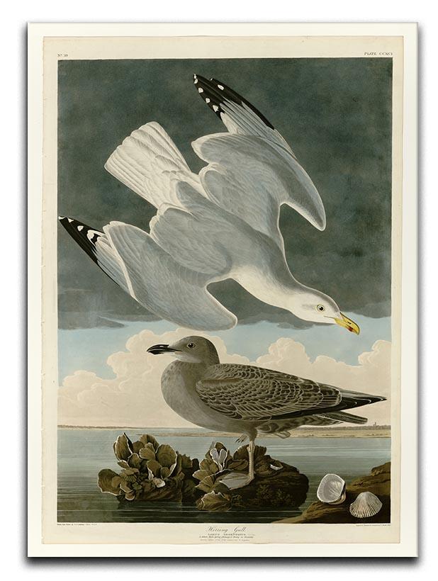 Herring Gull by Audubon Canvas Print or Poster - Canvas Art Rocks - 1