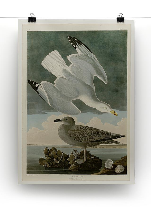 Herring Gull by Audubon Canvas Print or Poster - Canvas Art Rocks - 2