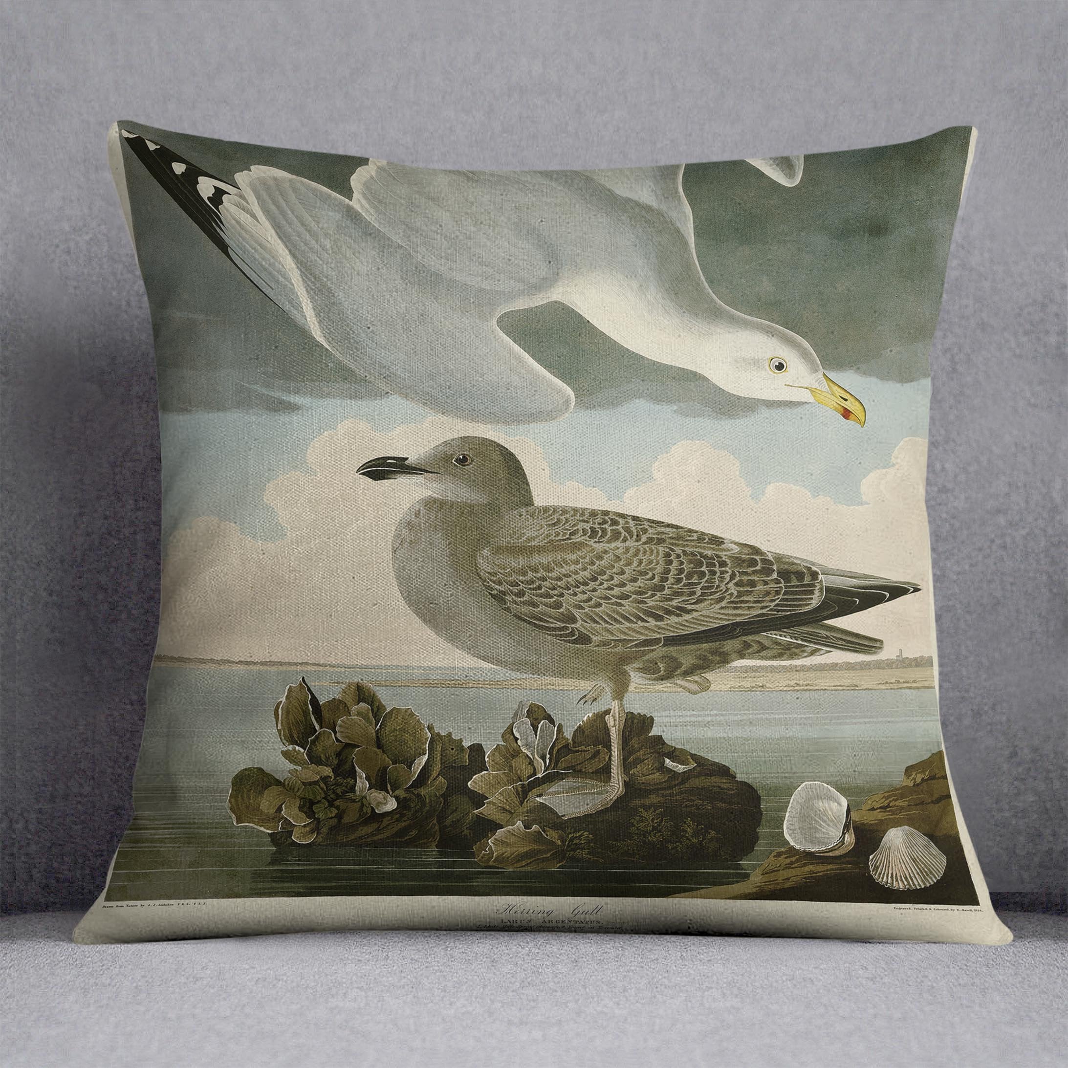 Herring Gull by Audubon Cushion