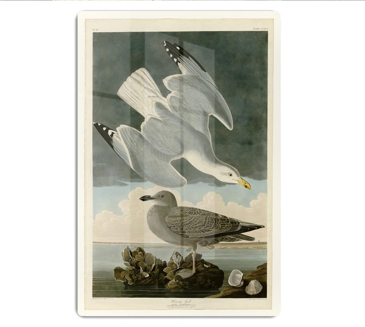 Herring Gull by Audubon HD Metal Print - Canvas Art Rocks - 1