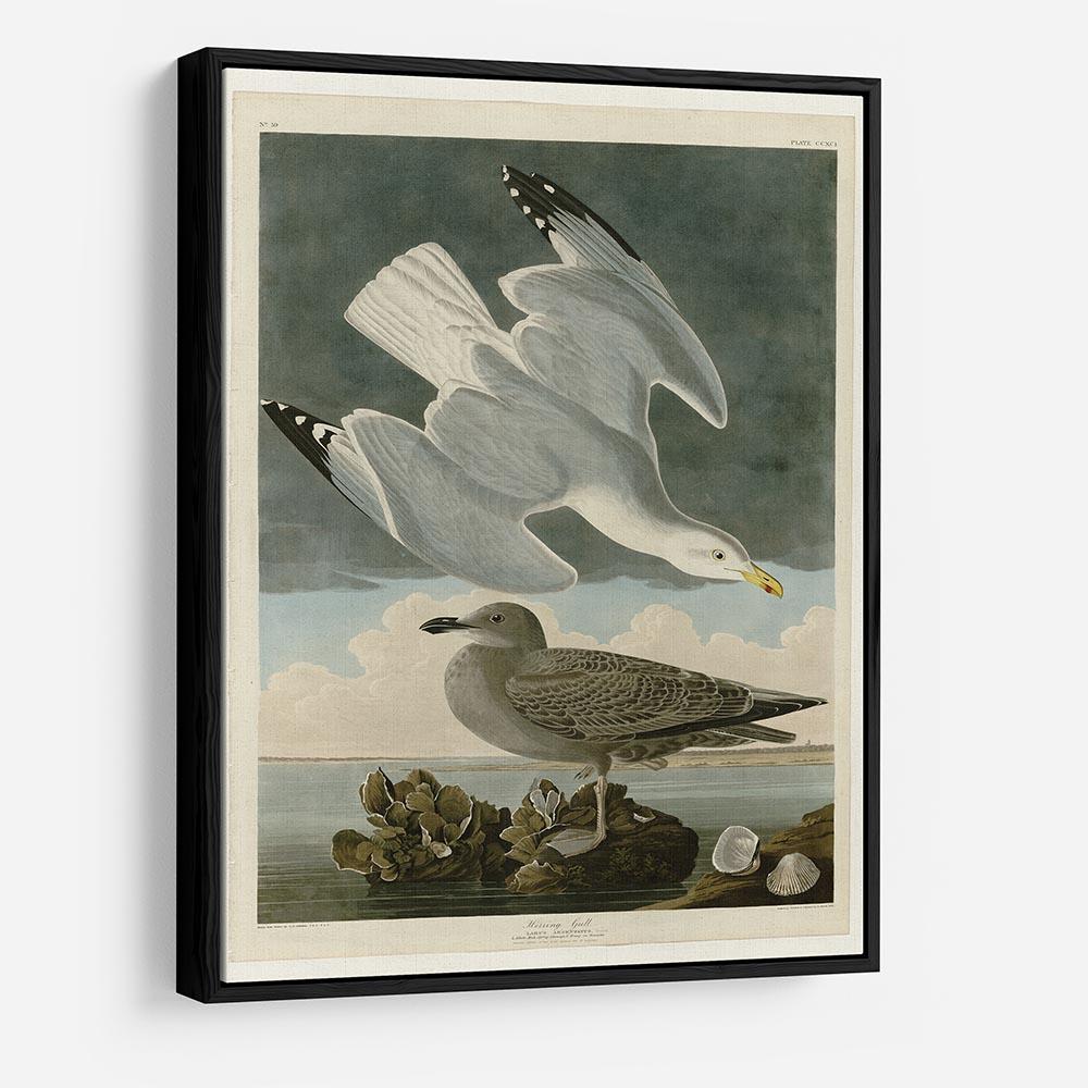 Herring Gull by Audubon HD Metal Print - Canvas Art Rocks - 6
