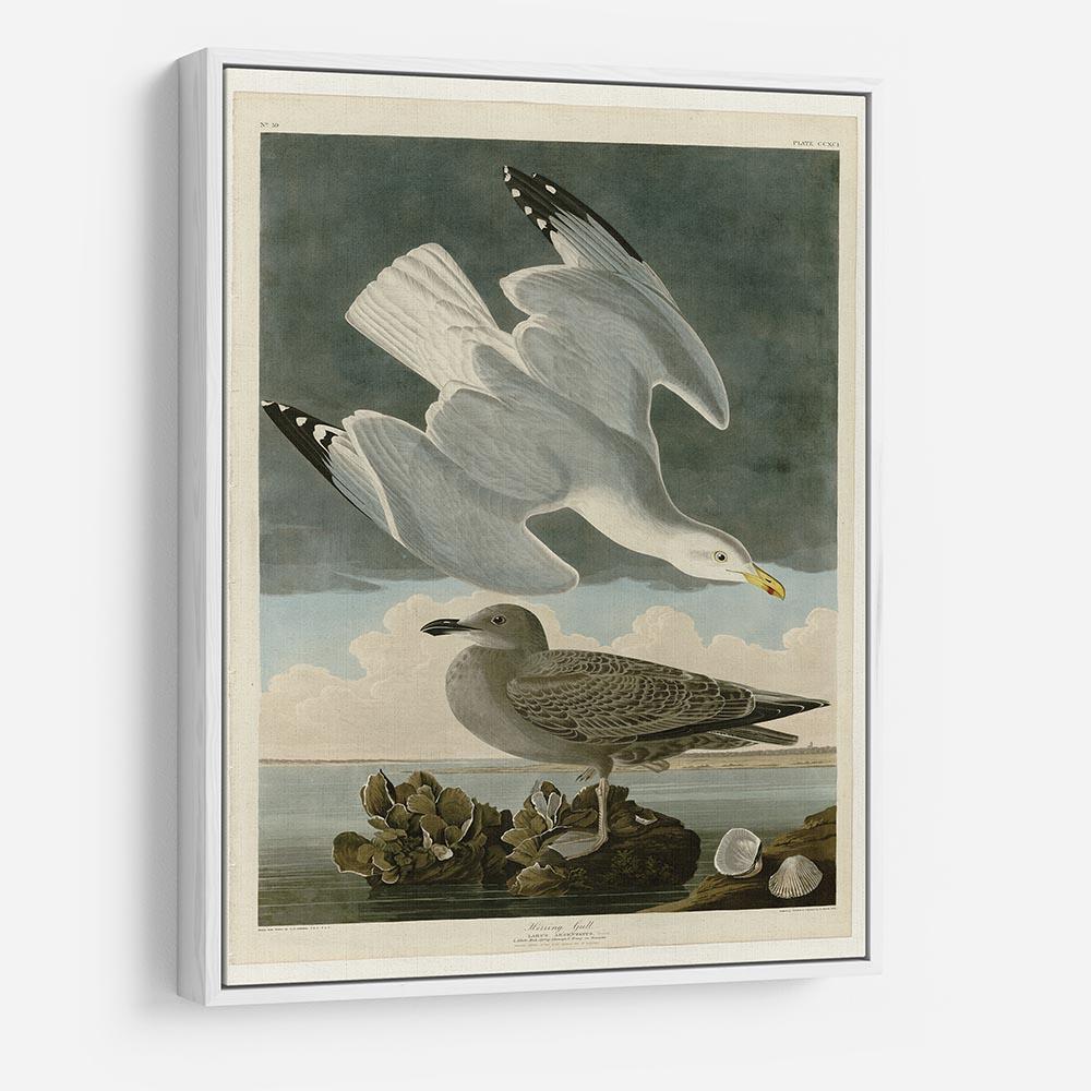 Herring Gull by Audubon HD Metal Print - Canvas Art Rocks - 7
