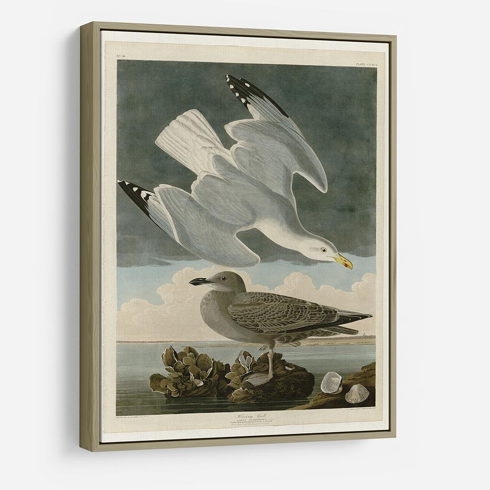 Herring Gull by Audubon HD Metal Print - Canvas Art Rocks - 8