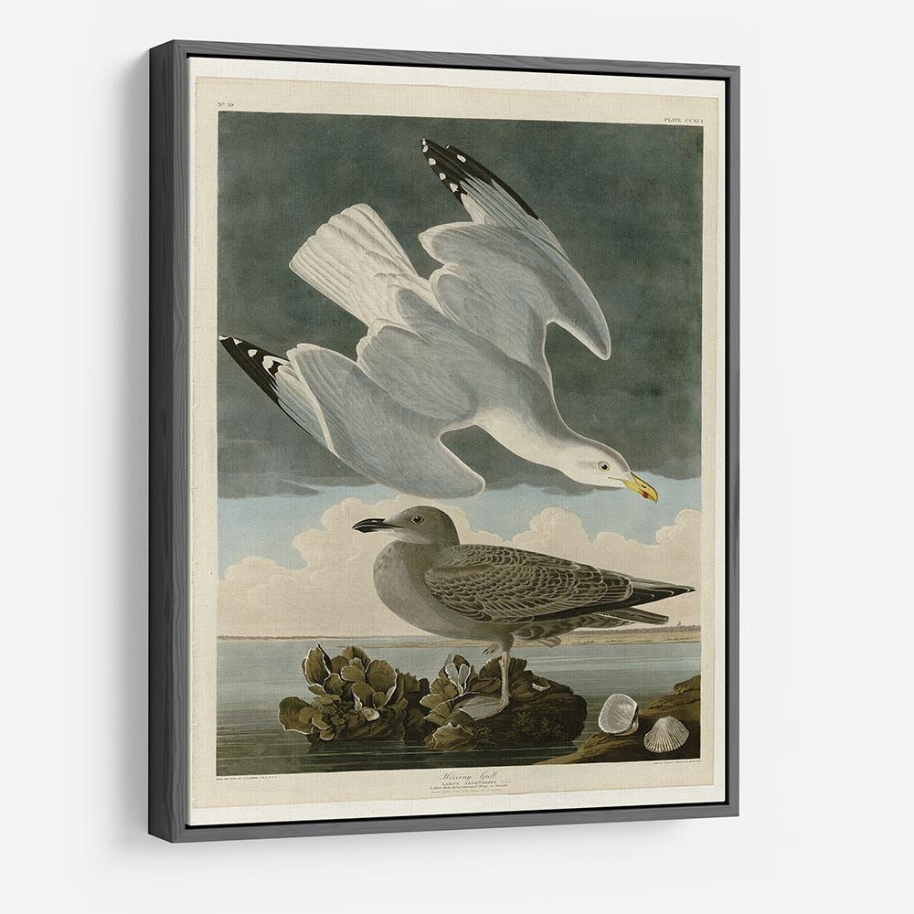 Herring Gull by Audubon HD Metal Print - Canvas Art Rocks - 9