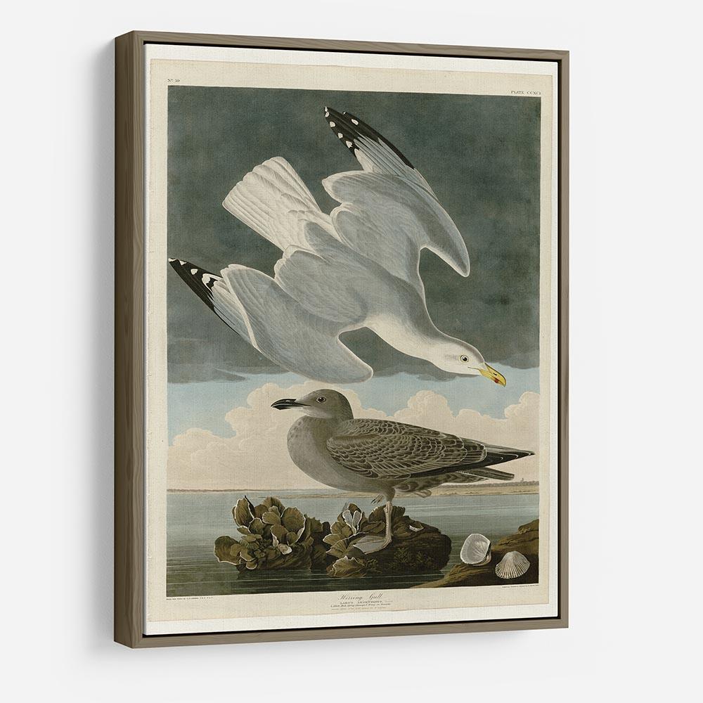 Herring Gull by Audubon HD Metal Print - Canvas Art Rocks - 10