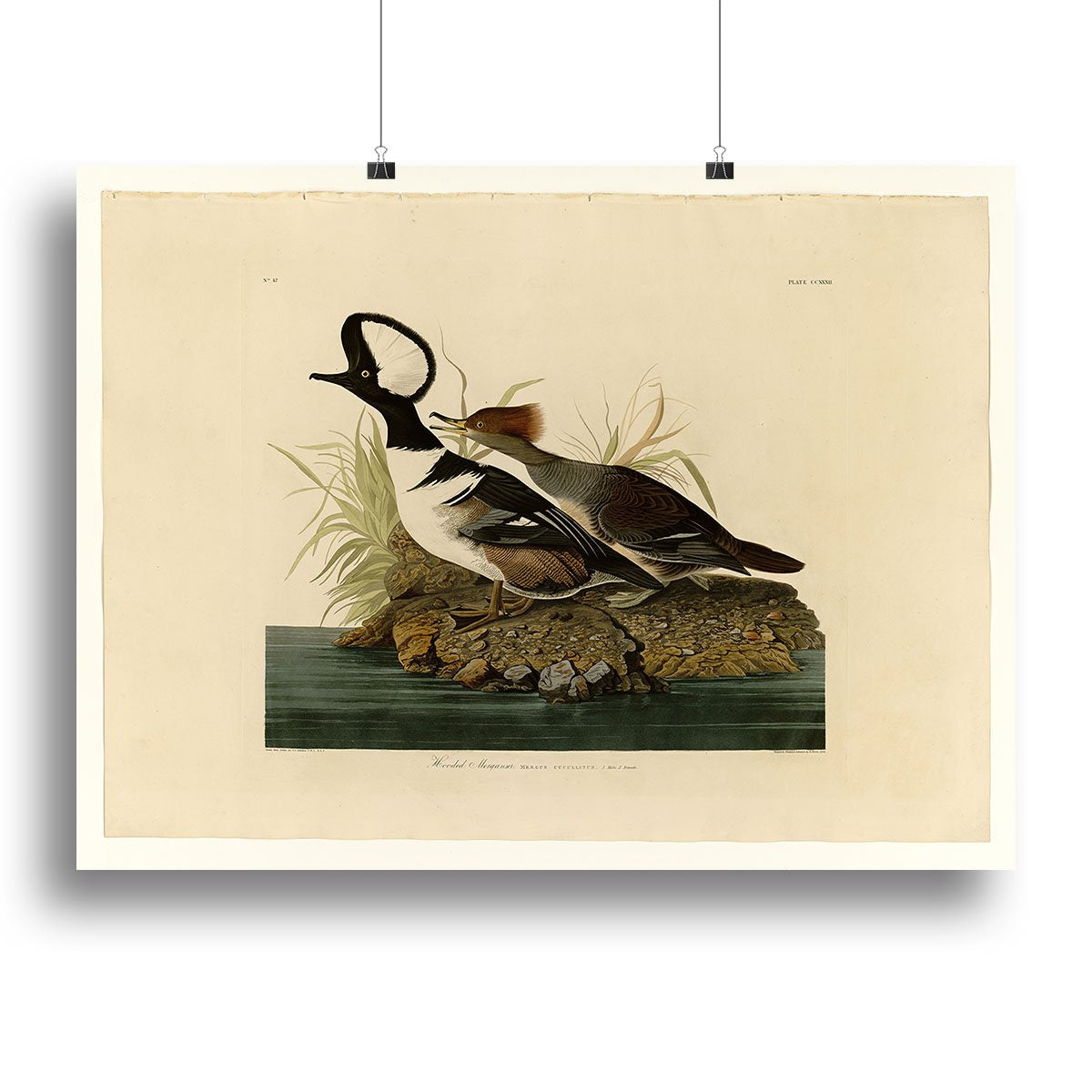 Hooded Merganser by Audubon Canvas Print or Poster