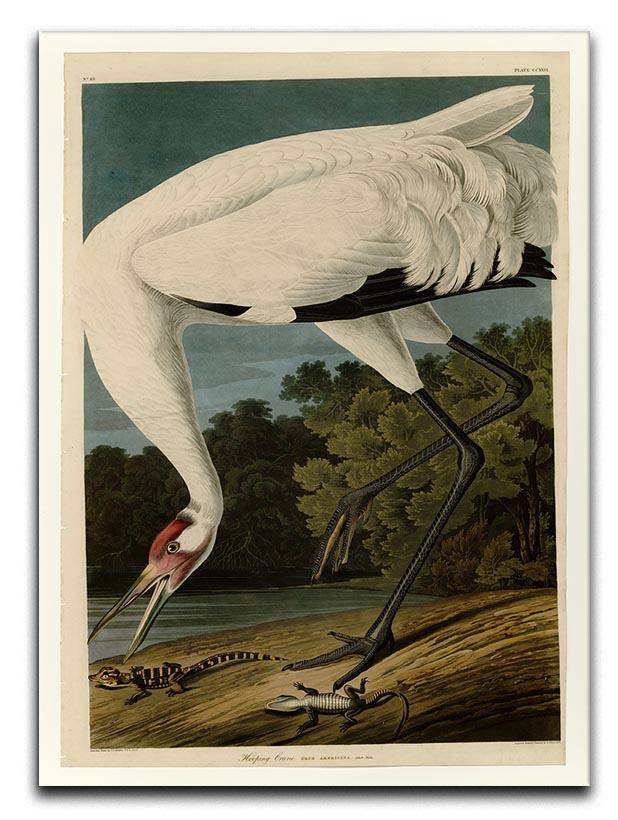 Hooping Crane by Audubon Canvas Print or Poster - Canvas Art Rocks - 1