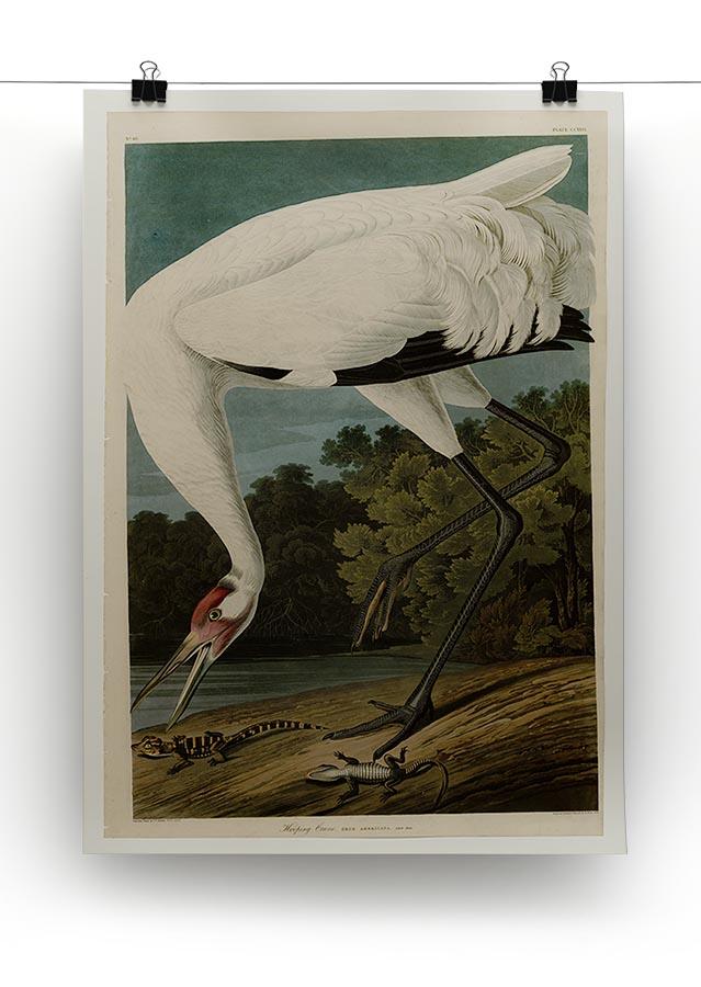 Hooping Crane by Audubon Canvas Print or Poster - Canvas Art Rocks - 2