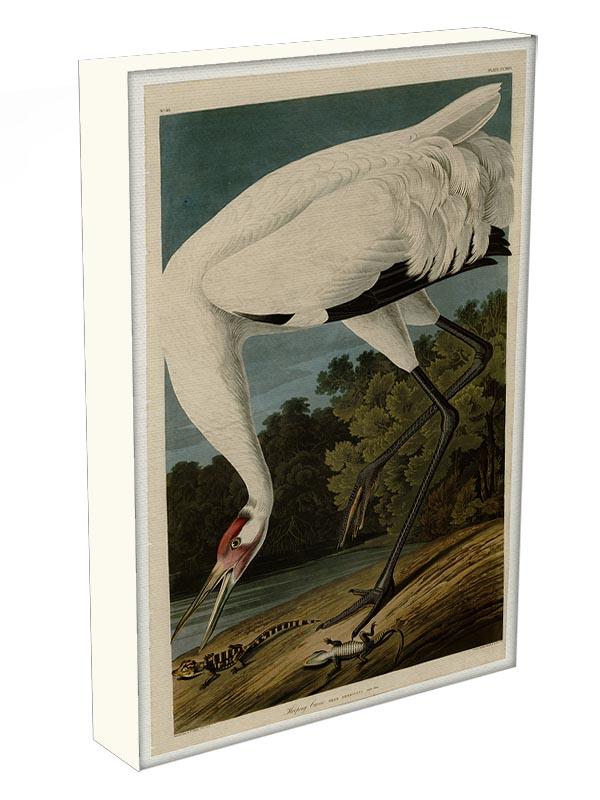 Hooping Crane by Audubon Canvas Print or Poster - Canvas Art Rocks - 3