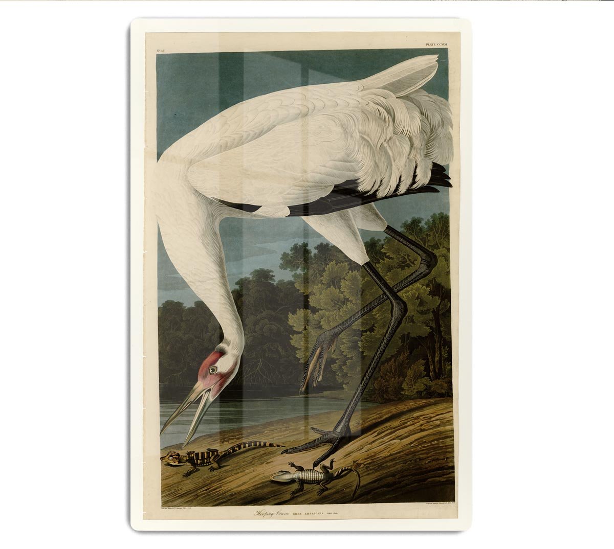 Hooping Crane by Audubon HD Metal Print - Canvas Art Rocks - 1