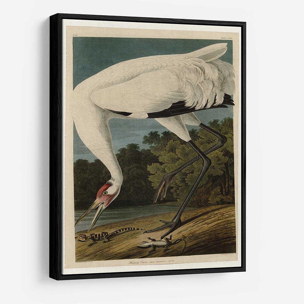 Hooping Crane by Audubon HD Metal Print - Canvas Art Rocks - 6