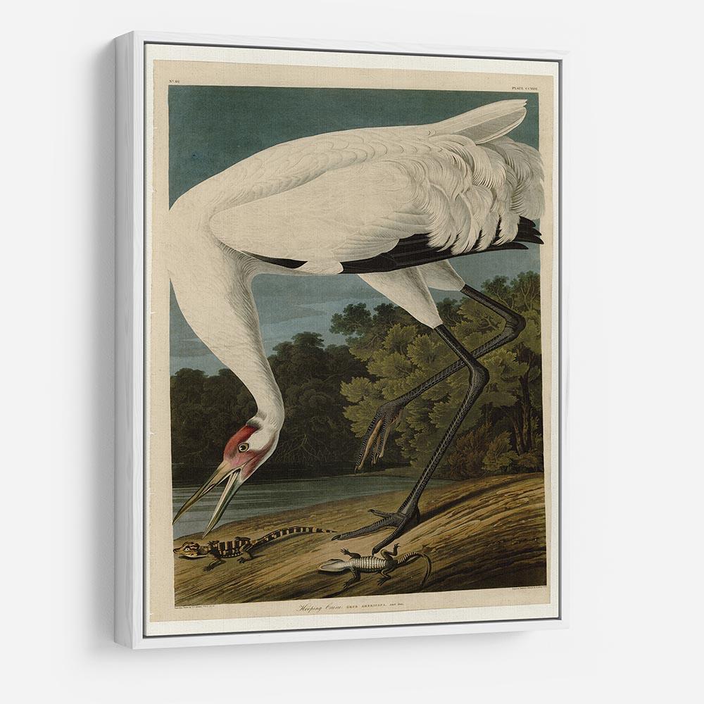 Hooping Crane by Audubon HD Metal Print - Canvas Art Rocks - 7