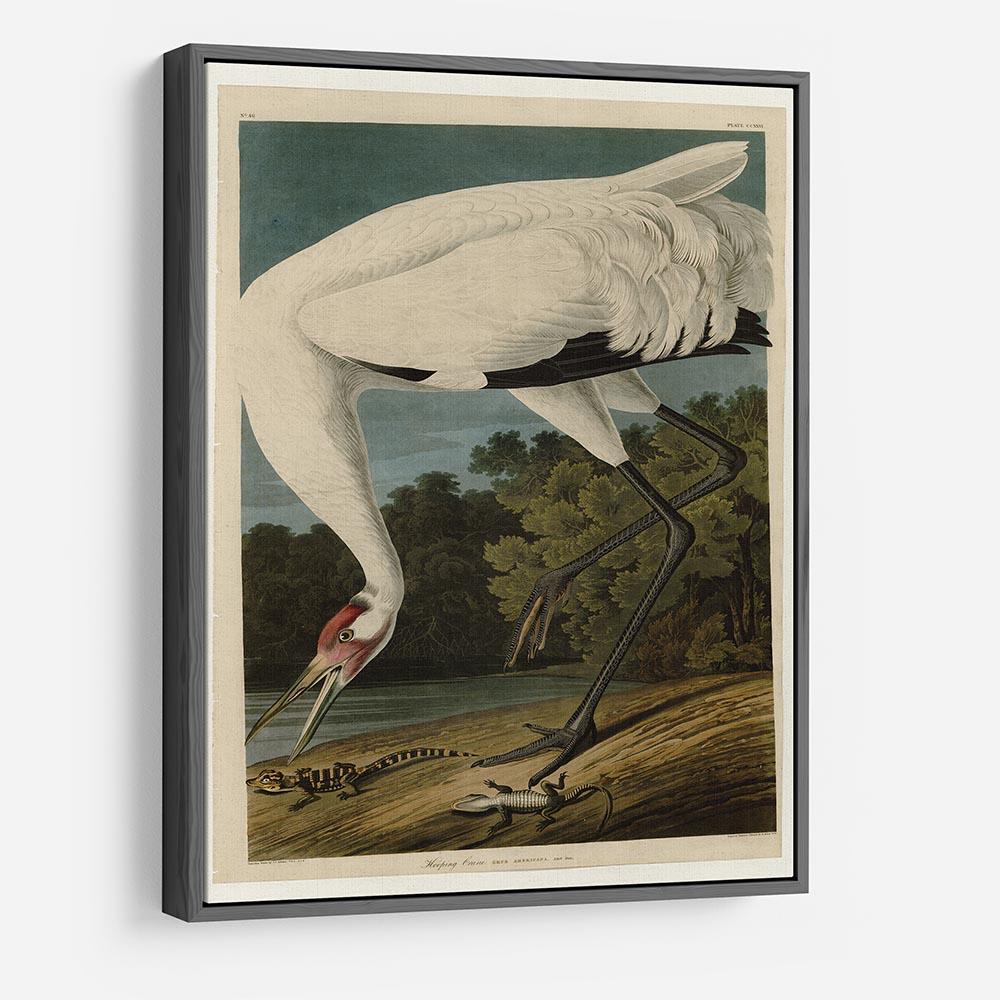 Hooping Crane by Audubon HD Metal Print - Canvas Art Rocks - 9