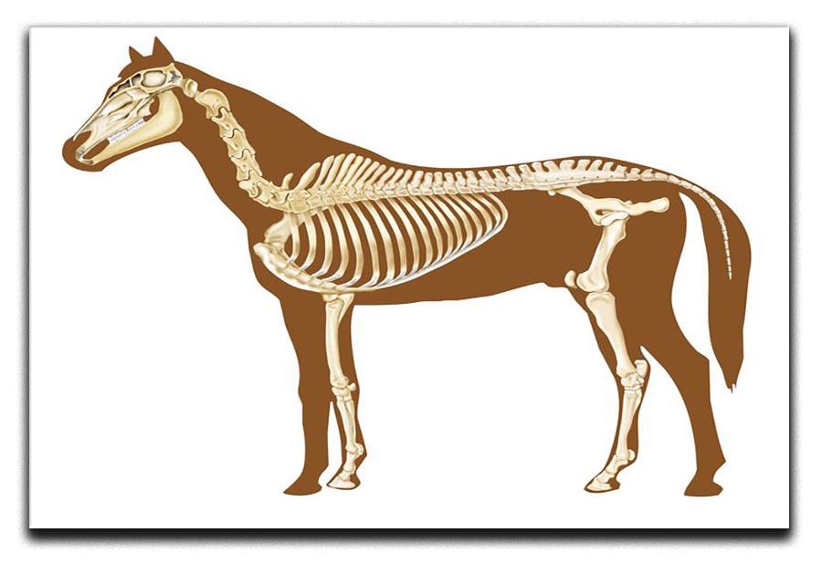 Horse skeleton section with bones x-ray Canvas Print or Poster - Canvas Art Rocks - 1