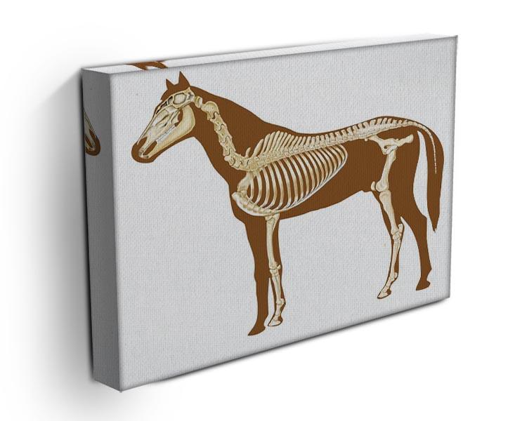 Horse skeleton section with bones x-ray Canvas Print or Poster - Canvas Art Rocks - 3
