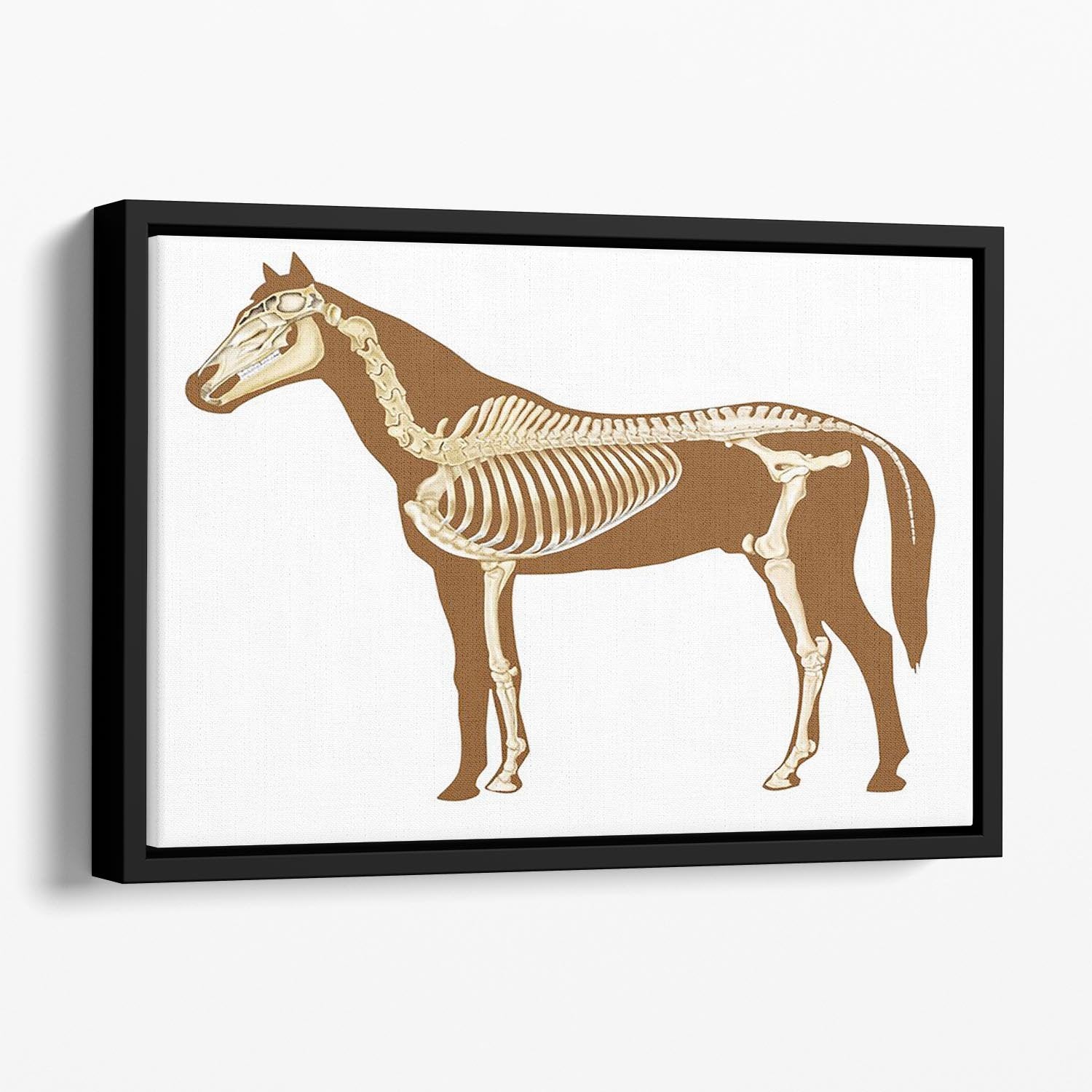 Horse skeleton section with bones x-ray Floating Framed Canvas - Canvas Art Rocks - 1