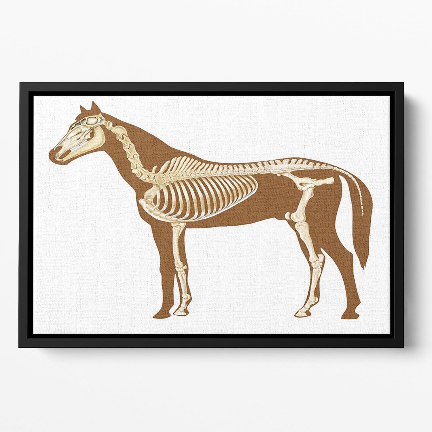 Horse skeleton section with bones x-ray Floating Framed Canvas - Canvas Art Rocks - 2