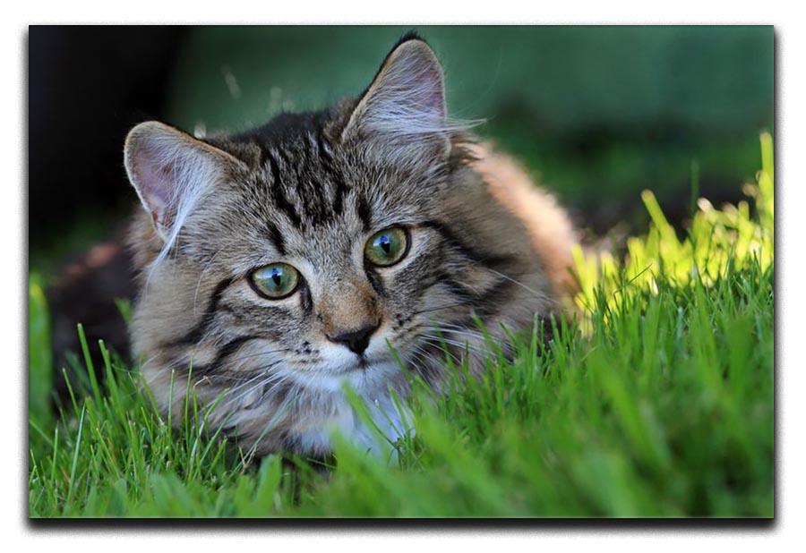 Hunting in the grass Canvas Print or Poster - Canvas Art Rocks - 1