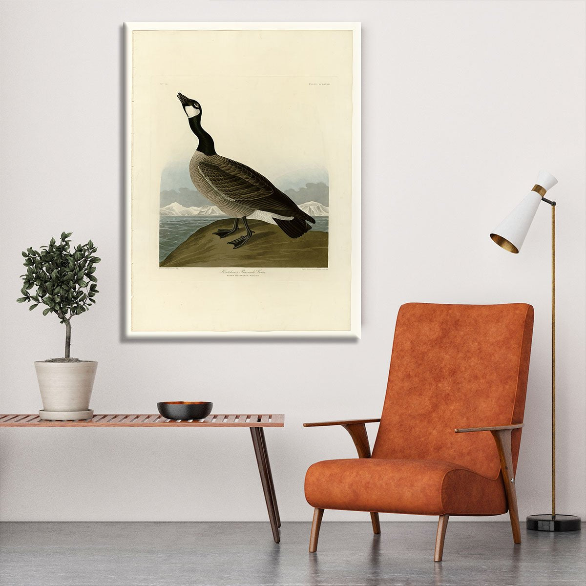 Hutchins Barnacle Goose by Audubon Canvas Print or Poster