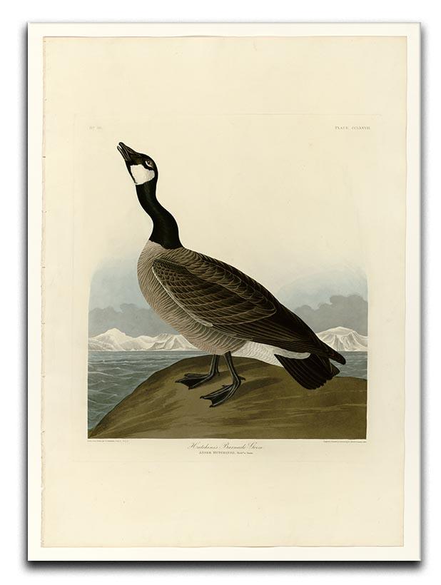 Hutchins Barnacle Goose by Audubon Canvas Print or Poster - Canvas Art Rocks - 1