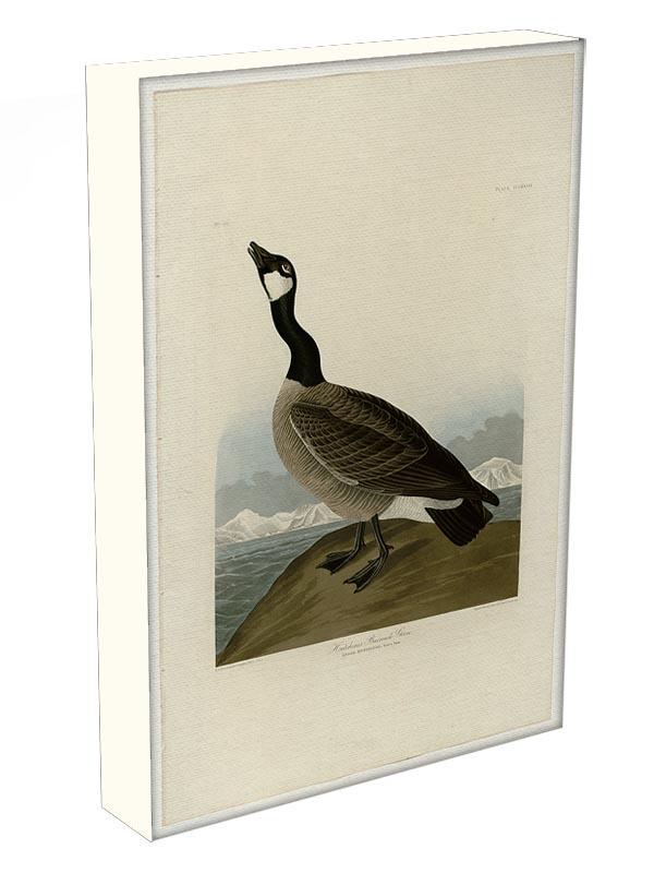 Hutchins Barnacle Goose by Audubon Canvas Print or Poster - Canvas Art Rocks - 3