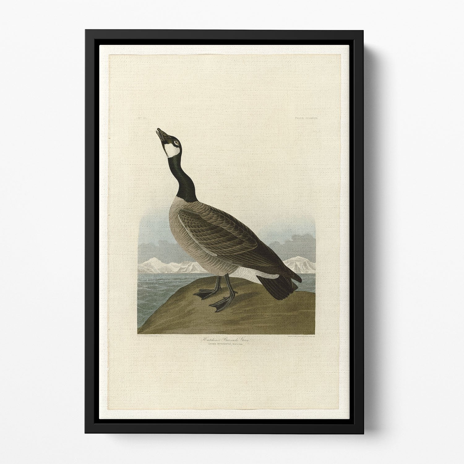 Hutchins Barnacle Goose by Audubon Floating Framed Canvas