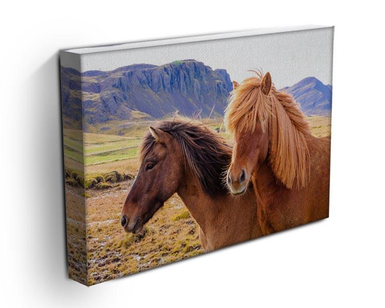 Icelandic horses Canvas Print or Poster - Canvas Art Rocks - 3