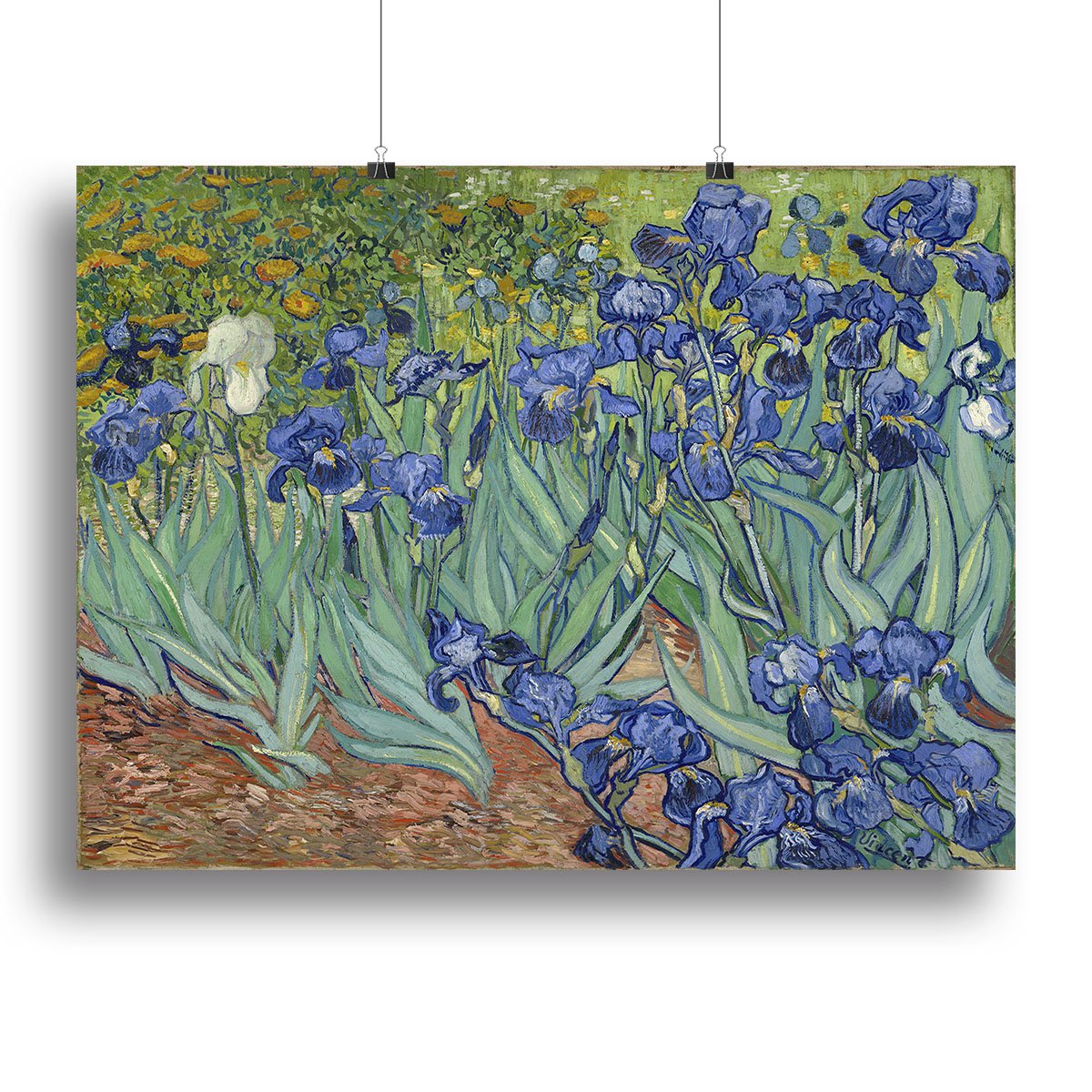 Irises by Van Gogh Canvas Print or Poster