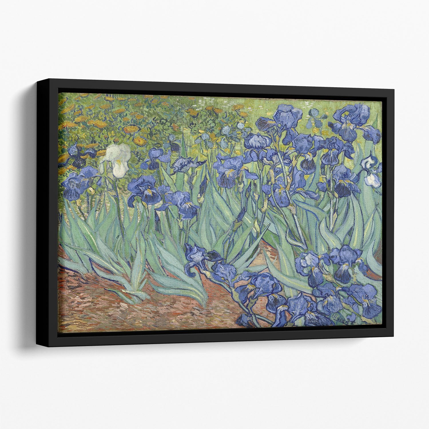 Irises by Van Gogh Floating Framed Canvas