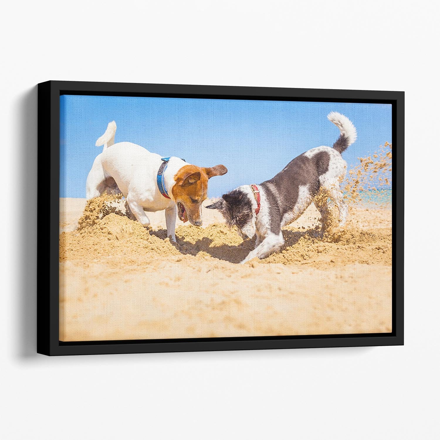 Jack russell couple of dogs digging a hole Floating Framed Canvas - Canvas Art Rocks - 1