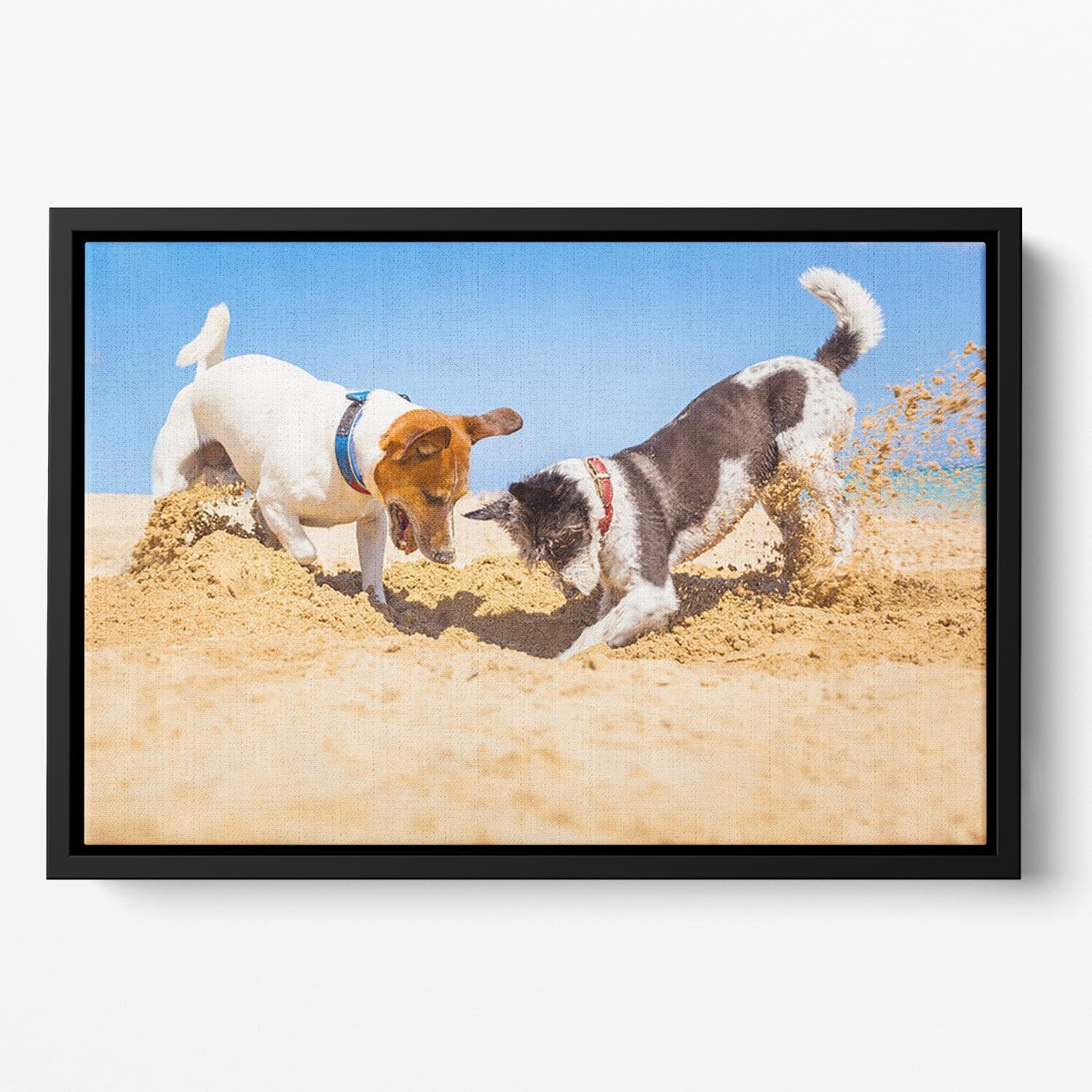Jack russell couple of dogs digging a hole Floating Framed Canvas - Canvas Art Rocks - 2