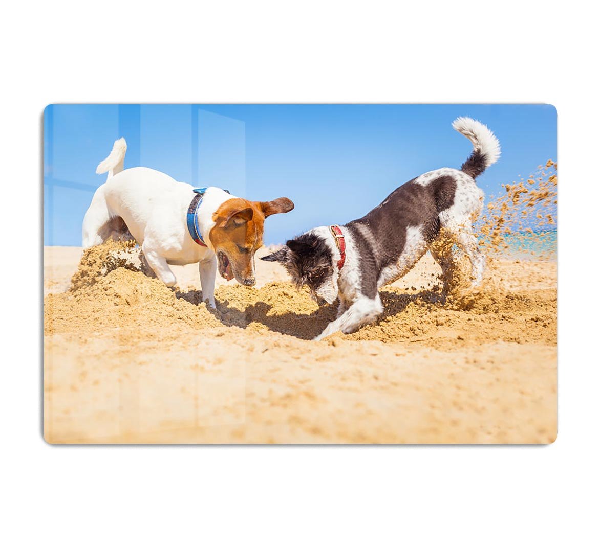 Jack russell couple of dogs digging a hole HD Metal Print - Canvas Art Rocks - 1