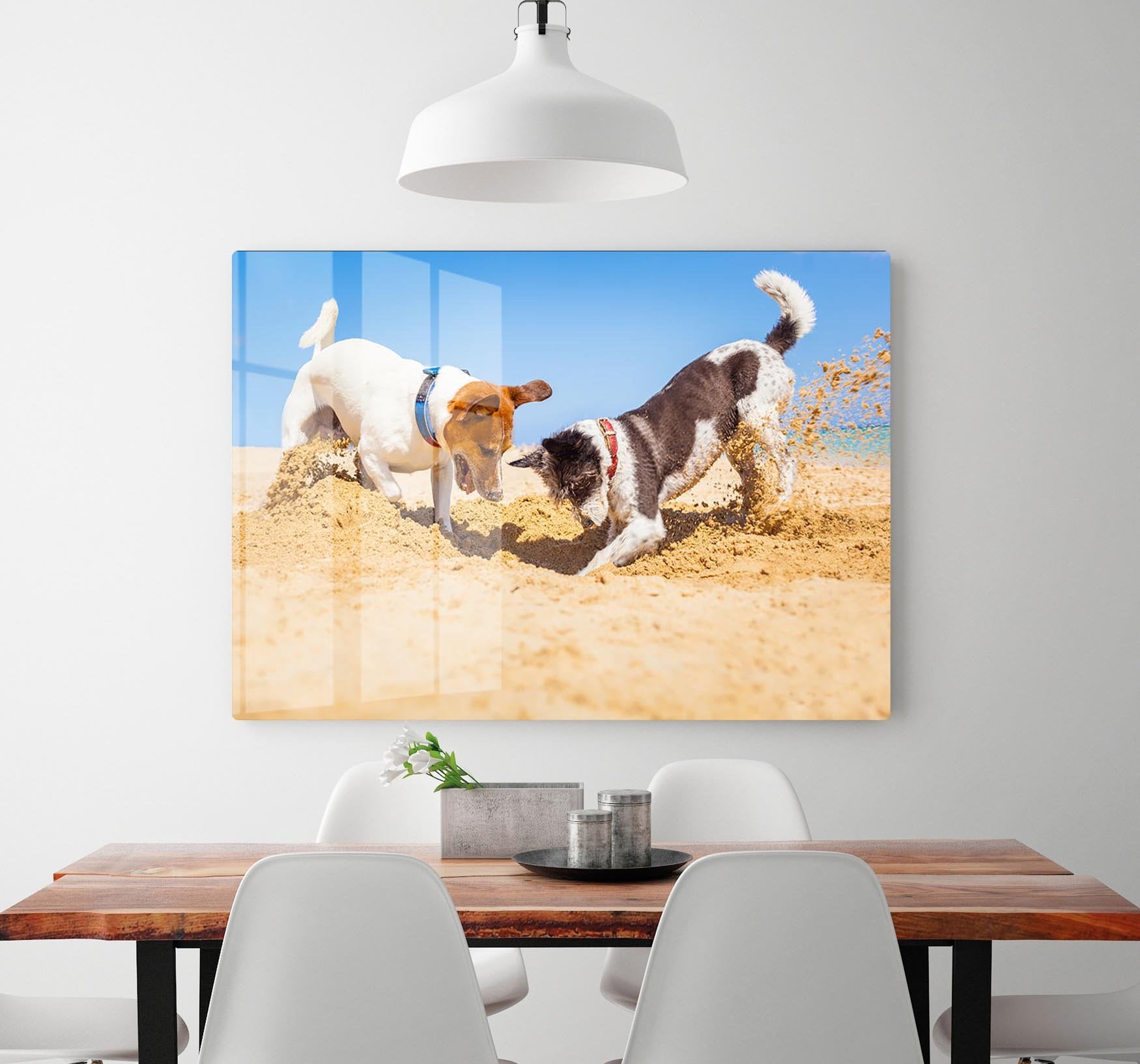 Jack russell couple of dogs digging a hole HD Metal Print - Canvas Art Rocks - 2