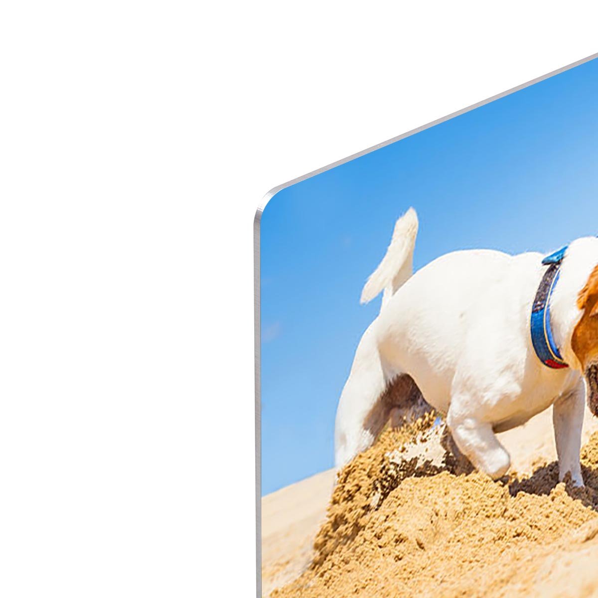Jack russell couple of dogs digging a hole HD Metal Print - Canvas Art Rocks - 4